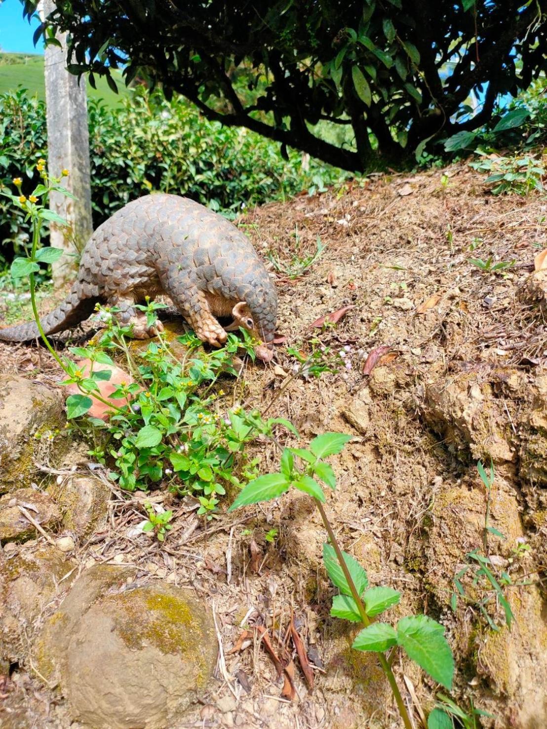شقة De Ren Tea Gardens Meishan المظهر الخارجي الصورة