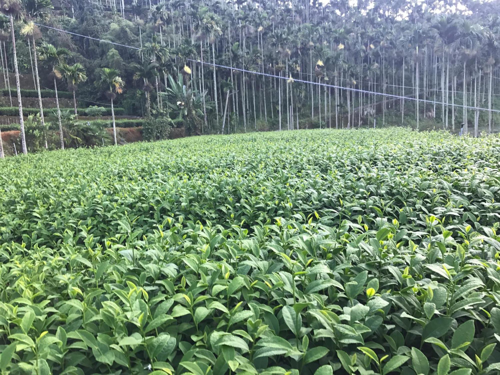 شقة De Ren Tea Gardens Meishan المظهر الخارجي الصورة